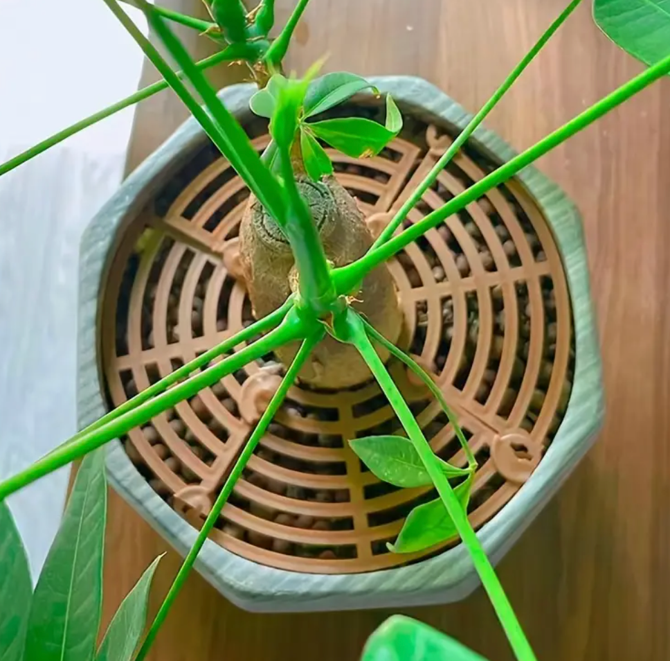 Keep Your Plants Safe