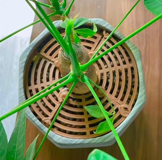 Keep Your Plants Safe